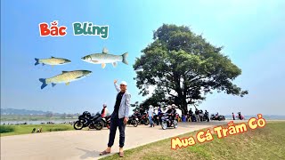 Đi Bắc Blinh Mua Thêm Hàng Trăm Con Cá Trắm Và Nhận Nuôi Vẹt Ngực Hồng / Quế Nghịch