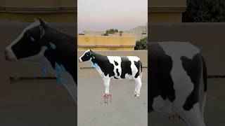 Cute Cow Crying 😭❤️|