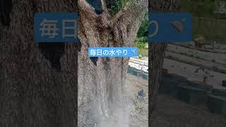 樹木葬 樹齢千年のオリーブへ水やり スタッフ常駐の霊園 大阪