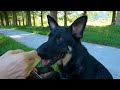 リット君の夏休み。ジャーマンシェパード2才の琵琶湖初泳ぎ。beloved german shepherd