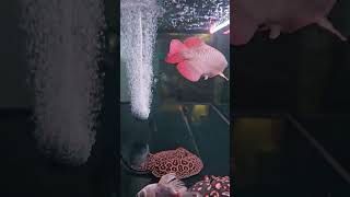 Arowana \u0026 Stingray Feeding | 淡水魚餌やり #superredarowana #アジアアロワナ #淡水エイ #紅龍