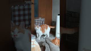 ドアを開けて欲しいと訴えるボー様ととくに気にせずに寝る福＃猫動画