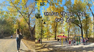 [워홀VLOG] 🇨🇦 캘거리의 가을이 얼마나 예쁘게?| Prince's Island Park | 할로윈 | 캐나다 워킹홀리데이 | 캘거리 가을 피크닉