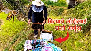 बित्पाते मौरीलाई के गर्ने  - Mauri Palan In Nepal - Sabin Vlogs