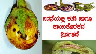 ಬದನೆ ಬೆಳೆಯಲ್ಲಿ ಹುಳ ಬರದಂತೆ ಹೇಗೆ ಬೆಳೆಯುವುದು | Brinjal brinjal shoot and fruit borer | @raitasnehi5828