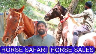 കുതിരയെ വിൽക്കാനുണ്ട് Horse Riding 100 | Horse Sale | Photoshoot  #horse #malluvisuals