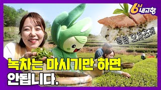 전남 보성하면? 녹차지! 푸르른 들판은 보기에도 좋다🌱｜230419 6시내고향