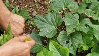 Harvesting vegetables in my small garden