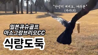 일본 쿠마모토 아소 그랑브리오 CC 라운딩⛳️ | 줄서는 아소목장 아이스크림 맛집🍦