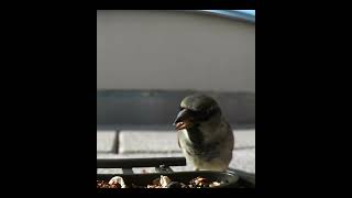 Bird Cam #80 - House Sparrow on #birds #feeder #shorts