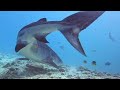 underwater love – diving the maldives u0026 meeting the tiger sharks of fuvamulah