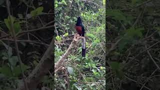 白腰鵲鴝（長尾四喜）white rumped shama