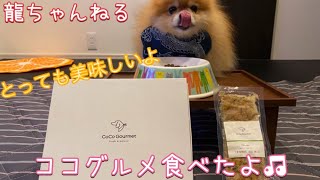 手作り犬ごはん☺️ココグルメ食べたよ♫『ポメラニアンの龍ちゃんねる』