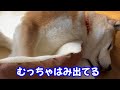 柴犬のイビキを撮影してたら超大きなアレをされちゃいました！