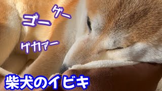 柴犬のイビキを撮影してたら超大きなアレをされちゃいました！