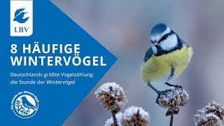 8 Vögel im Winter: Amsel, Spatz, Feldsperling, Rotkehlchen, Kohlmeise, Blaumeise, Buchfink, Grünfink