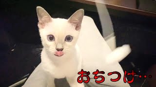 【 子猫 】デスクワークをするとこうなる…。【 トンキニーズ 】