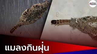 วิธีกำจัด หนอนปลอก หรือแมลงกินฝุ่น| สวนกระแส