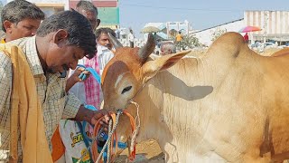 దేవరకద్ర సంతలో ఎద్దులను తక్కువ ధరలో కొనుగోలు చేసిన దాసర్ దొడ్డి రైతులు | Oxen prices ‎@purnafarms 