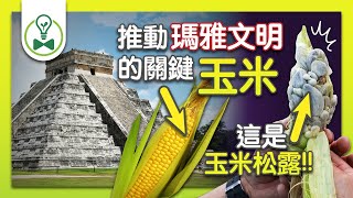 玉米冷知識 (上) | 玉米文明：玉米竟然是推動瑪雅文明的關鍵？來自玉米的松露？玉米餅其實也有厚至1公分？還有各種特色玉米料理？ | 植識 | 植物冷知識