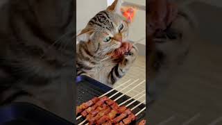 Все поели первомайского шашлыка? 🍢🐈‍⬛