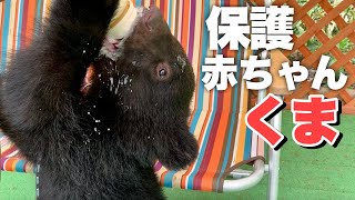 【保護したツキノワグマの赤ちゃん】一生懸命な姿にただただ癒されます！Healed by a baby bear