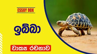 ඉබ්බා වාක්‍ය රචනාව | ඉබ්බා ගැන තොරතුරු |Tortoise Sinhala essay| ibba gena rachana | My pet Sinhala