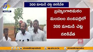 300 మామిడి చెట్ల నరికివేత | Cutting of 300 Mango Trees | Nandipalle