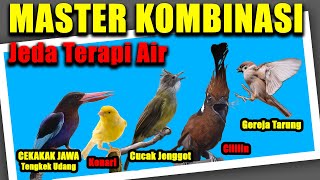 MASTER KOMBINASI | Cekakak Jawa, Kenari, Cucak Jenggot, Cililin, Gereja Tarung | Jeda Terapi Air