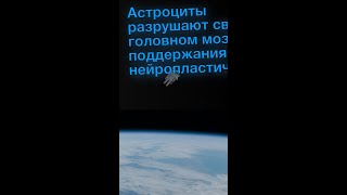 Астроциты разрушают связи в головном мозге для поддержания нейропластичности