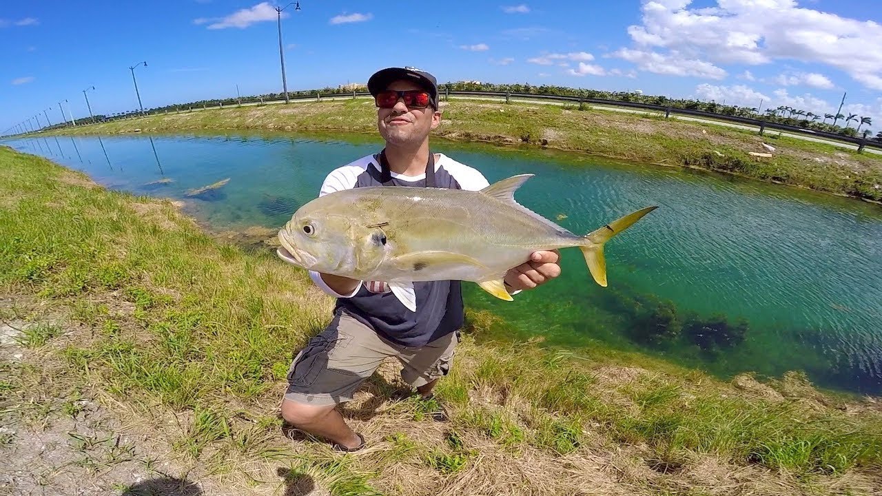 Ultra Clear DITCH Fishing In MIAMI! MASSIVE Canal Jack Crevalle - YouTube