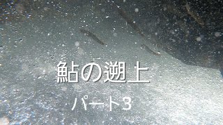 鮎の遡上を見に行きました。パート3　２級河川の魚道