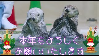 【鳥羽水族館】2025お正月【ラッコ】【Seaotter】