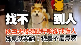 秋田犬接機！聽呼喚「青瞑😶」　姊目睹笑翻｜寵物動物｜呆萌｜狗狗｜精選影片