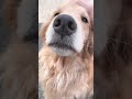 よしよしに満足なヒマちゃん goldenretriever ゴールデンレトリバー dog dogs 犬 愛犬 goldendoodle ゴールデンドゥードル