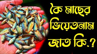 ভিয়েতনামি কৈ মাছ | ভিয়েতনাম কৈ | ভিয়েতনামি কই মাছ | ভিয়েতনাম কই মাছের পোনা | কৈ মাছ |ভিয়েতনাম কৈ চাষ