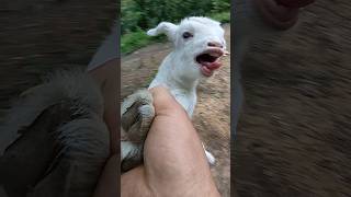 Baaah Baby Goat | Funny Goat Sound | Baby Goat 😂 #animals #viral #animalvideos #animalcomedy #goat