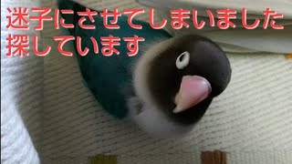 ボタンちゃんが迷子になってしまいました