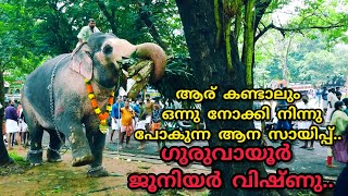 ഗുരുവായൂർ ജൂനിയർ വിഷ്ണു | Guruvayoor junior vishnu. guruvayoor dewasam eliphants. Kerala eliphants