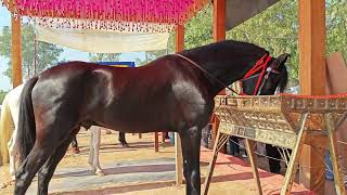 ਕਾਲੇ ਕਾਂਟੇ ਦਾ ਬੱਚਾ Kala kanta Son #horse #horselover #horseriding #animals #muktsar #rider