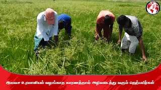 இலவச உரமானியம் வழங்காத காரணத்தால் அழிவடைந்து வரும் நெற்பயிர்கள்