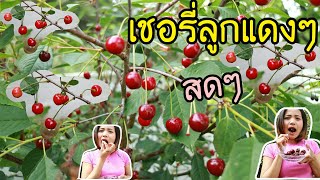 16.7.62กินเชอรี่ลูกแดงๆหลังบ้าน สุกแล้ว ต้นน้อยๆแต่ดก ผลไม้เมืองนอก🍒🍒