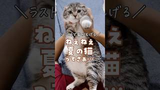 【最後の共感率90%超】夏の猫あるある6選🐈✨共感できることあるかなぁ？ #猫 #猫あるある