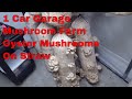 Growing Mushrooms at Home  Indoor mushroom grow room update, how to grow mushrooms for profit