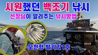 [선상낚시] 오천항 발키리호 장마철 백조기 낚시 출조, 채비 및 낚시 방법은? ( 7월 22일 출조 )