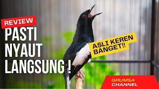 SUARA BURUNG kacer gacor FULL ISIAN tarung konslet, Paling Ampuh Buat PANCINGAN KACER agar EMOSI ❗️