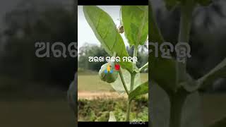 ଅରଖ ଗଛ‌ ଘର ପାଖରେ ରହିଲେ ମାଆ ଲକ୍ଷ୍ମୀ ସନ୍ତୁଷ୍ଟ ହୋଇଥାନ୍ତି ...🙏🌹#jaymaamahalaxmi#shorts