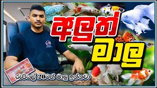 අලුත් මාලු සෙට් එක ..||Chamath Aquarium