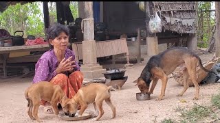 អ៊ំស្រីពុំ សុខនរស់នៅតែម្នាក់ឯងចិញ្ចឹមឆ្កែនិងឆ្មាបានជាគ្នា