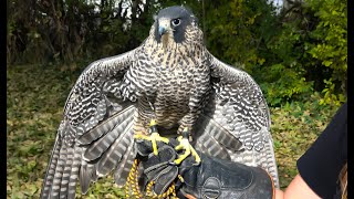 Falconry: Are Peregrines the best falcon to fly?    #falconry